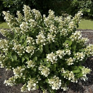 Hortenzia metlinatá (Hydrangea paniculata) ‘LEVANA’ - výška 20-30 cm, kont. C2L - OBROVSKÉ KVETY